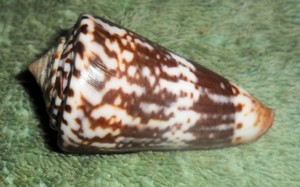 RA RFM 86328 Rare & Nice Conus splendidulus Sowerby 1833 52.5mm Taken by diver a