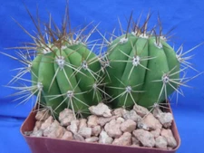 2 (TWO!) Larger Echinopsis terscheckii Starter Cactus Plants 3.25" Pot Size