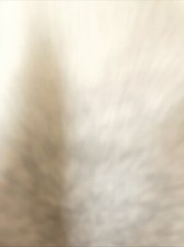 iPhone With TikTok Installed