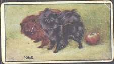Hill - Breeds of Dogs, Hill's Badminton back - 12 - Poms