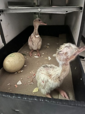 #ad 4 Rhea Eggs for Hatching $250.00