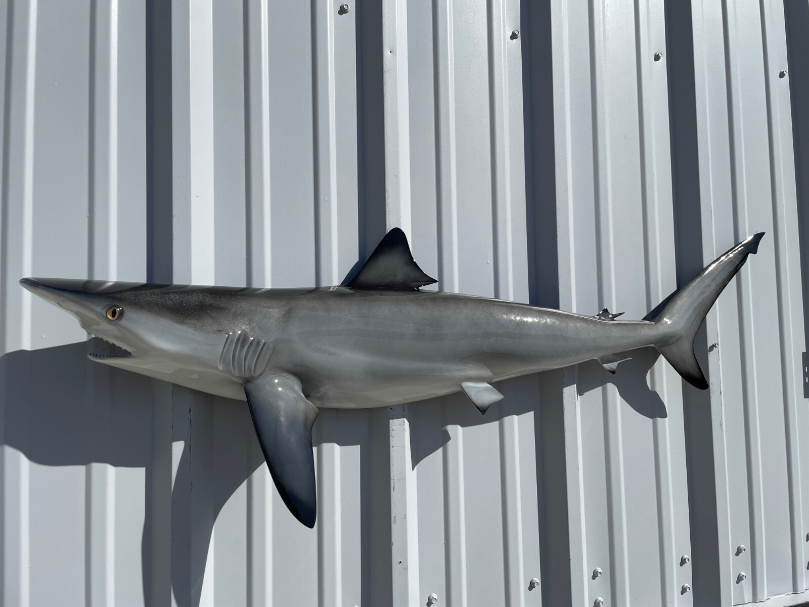 49" Blacktip Shark Half Mount Shark Replica - In Stock & Ready to Ship
