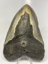 Megalodon Shark Tooth 6.05 inch - Monster - Authentic Fossil - Natural 6439