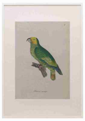 Unknown Monographie der Papergeien 1842 37 A3 A4 Framed Print Picture