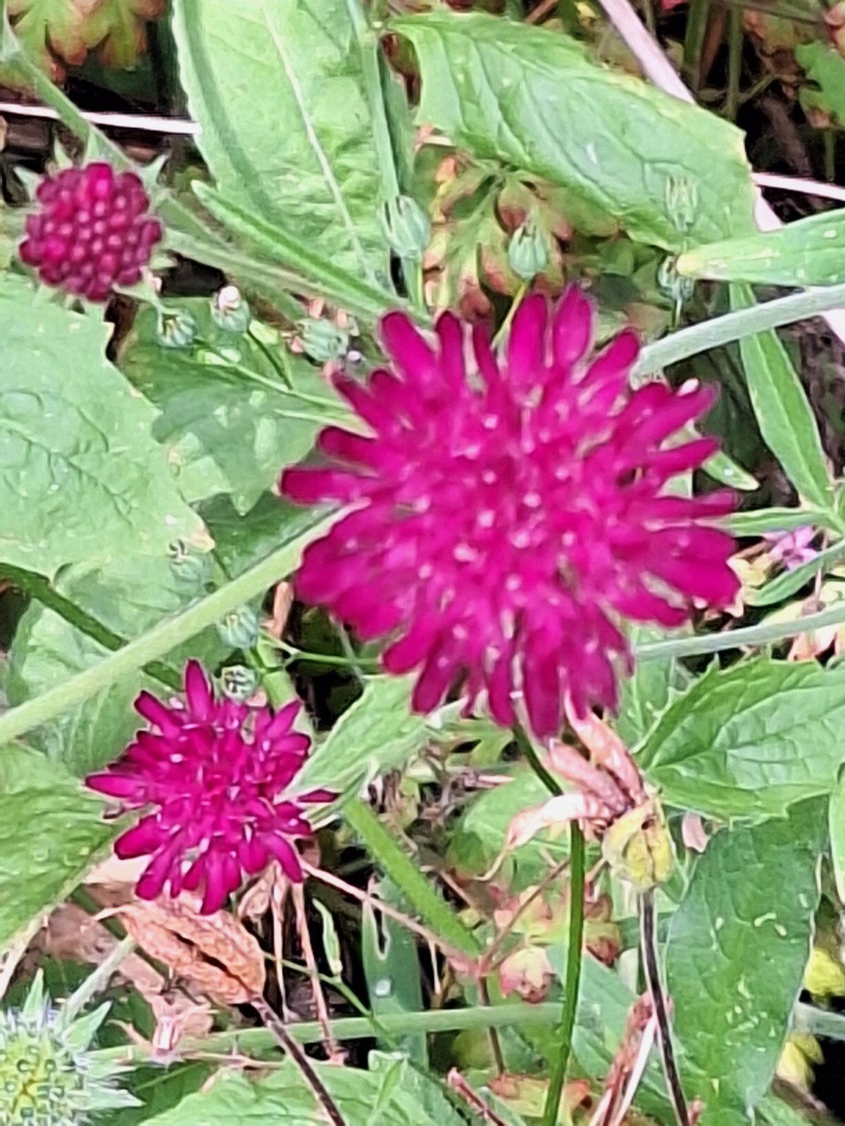 KNAUTIA, MIXED COLORS 100 SEEDS, RED, PINK, LAVENDER, PERENNIAL *EZ TO ...