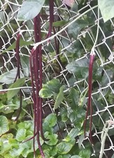 20 Purple-red Long Bean seeds, Asian Chinese Noodle Bean String 2024