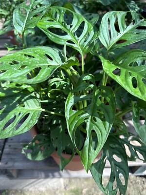 monstera wasserbedarf Monstera deliciosa XXL | Online kaufen main image 0