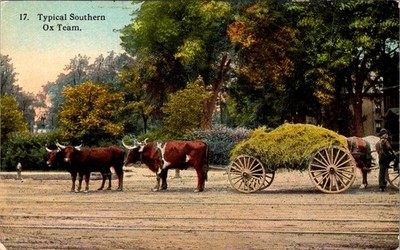 C.T. Photochrom ''Typical Southern Ox Team'' Hay Cart Postcard c1910s Oxen Haying