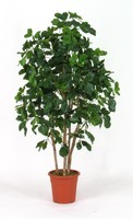 Artplants Deko Schefflera Nanette, EchtstäMme, GrüN, 175Cm