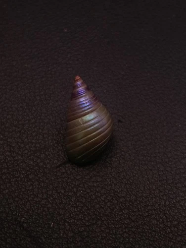 Rare, Phasianotrochus eximius rainbow kelp Maireener aboriginal sea shell #17323