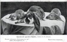 Ak Englisches Widderkaninchen, Rassekaninchen - 4545811