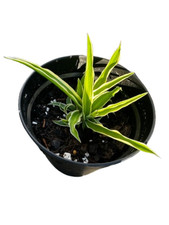 Combination #3: Spider plant + Wandering jew  (Tradescantia zebrina), 4" pots