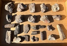 WHOLESALE LOT Texas Fossil Marine Reptile Bones Mosasaur Plesiosaur Turtle