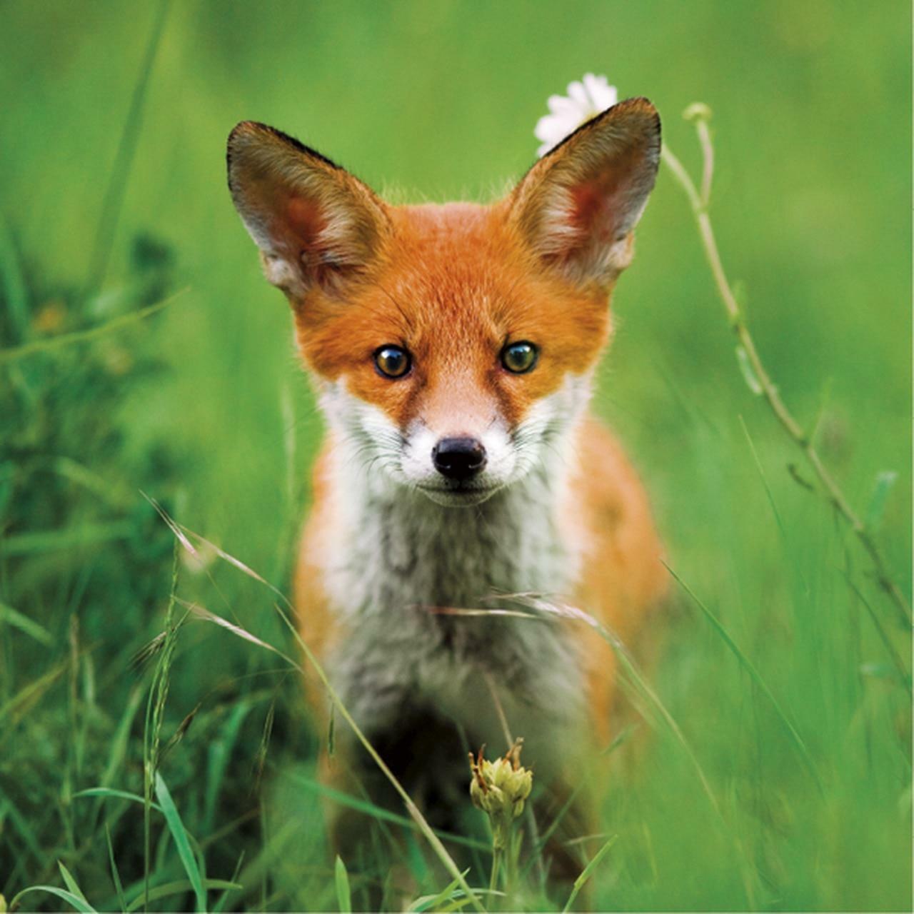 The Eco Friendly Card Co Charity Greeting Card The Wildlife Trusts Red Fox