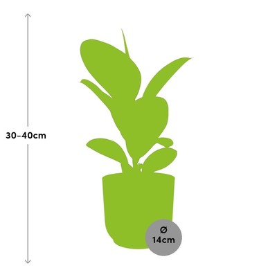 Ficus Elastica 'Robusta' in ELHO Vibes Fold 14cm - Attraktive Zimmerpflanze für 