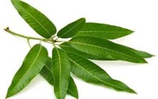 25 Fresh Wild Mango Leaves 100 ORGANIC No Pesticides used