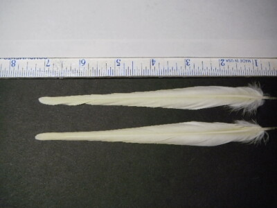 4 COCKATIEL TAIL TIP DECK CENTRAL FEATHERS 7+'' NATURALLY MOLTED PET WEDGE TAIL