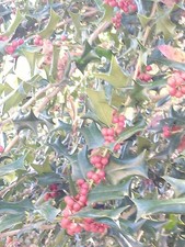Fresh Cut American Holly Branches With  Clusters Of Red Berries