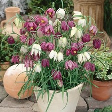 Fritillaria meleagris ‘Mixed’ 10, 25 or 50 Bulbs Snake’s Head