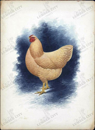 Rhode Island Red Chicken 1950 reproducción póster impresión artística Howard - Imagen 1 de 8