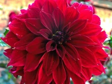 2 - Giant Dinnerplate Dahlias BLOOD RED Flower Bulb Tuber Clump  *MASSIVE BLOOMS