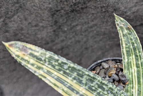 Gasteria carinata v verrucosa variegata VARIEGATED succulent plant Haworthia fam - Picture 6 of 6