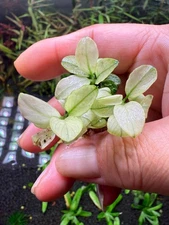 Anubias Nana Petite White Rare Live Aquarium Plant
