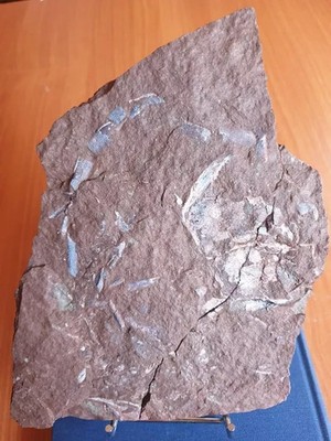 Devonian fish. Exceptional specimen. Unique Kujdanowiaspis.