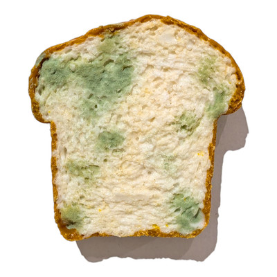 Eriko Kobayashi ''Toast (Moldy)'' Sculpture
