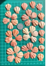 japanese   Seashell Set　 clam  shell　small