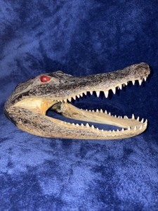 Large 10” Inch Alligator Head From Genuine  Gator Real Taxidermy