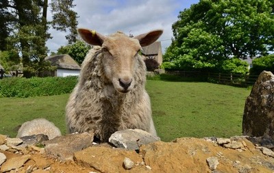 Photo 12x8 Great Rollright's two friendly sheep: ''Hi there, have you brou c2017
