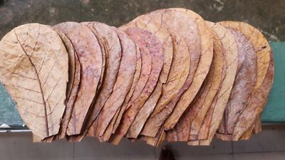 30Pcs - 1000Pcs Almond Leaves Catappa Ketapang Leaf 5'' Betta Fish Aquarium Care