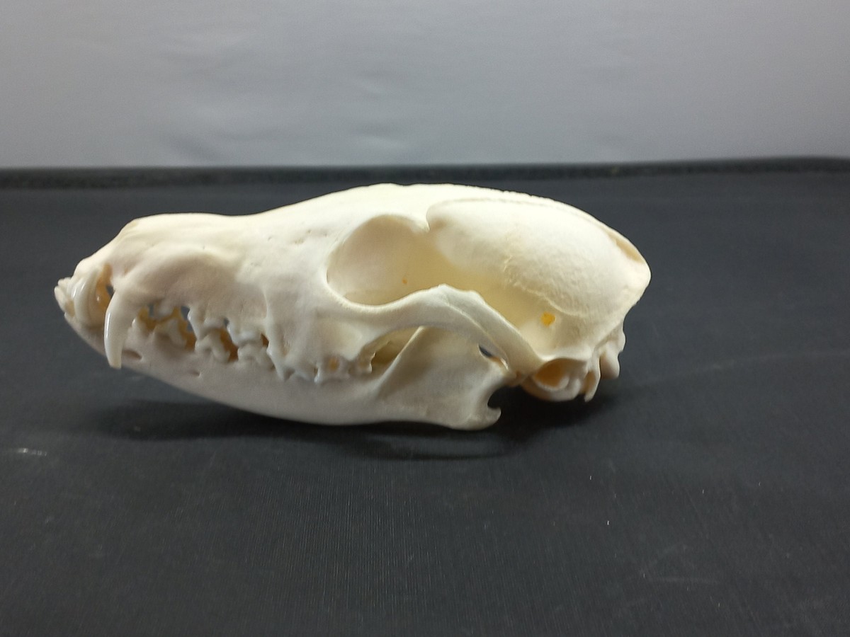 Real red fox skull. Fox skull with jaw F1.1223 | eBay