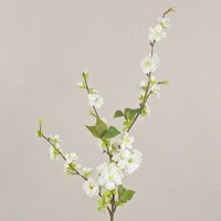 Artplants Kunst KirschblüTenzweig Valeska Mit BlüTen, Weiß, 80Cm