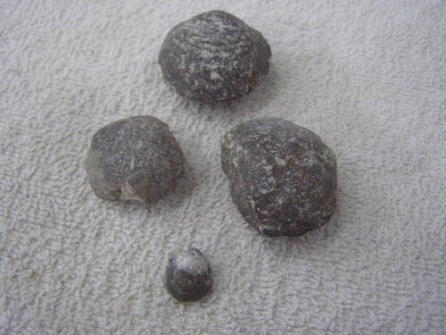 4 Clam Fossils Found Here in Mid Michigan 1/2" to 1-1/2" Couple Chipped
