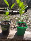 2x Citrus Tree Seedlings Live Potted Fruit Trees w, live trees — photo 1