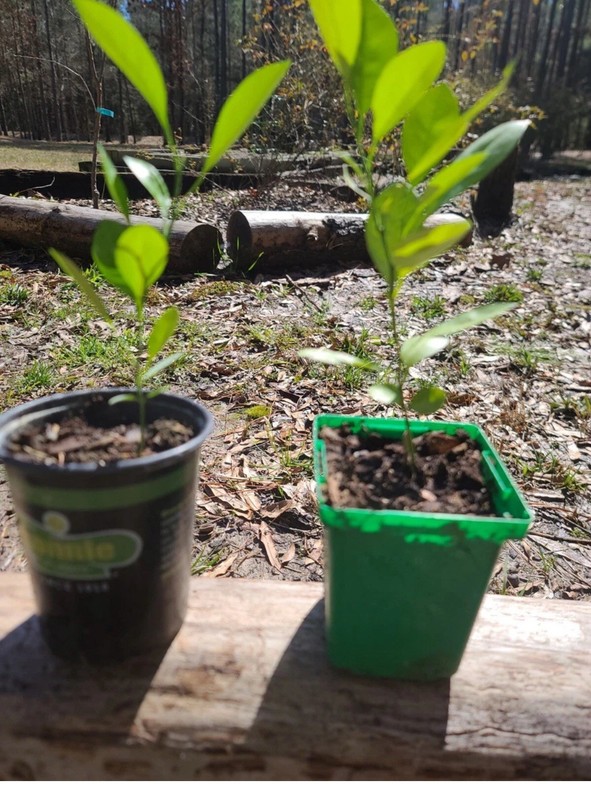 2x Citrus Tree Seedlings Live Potted Fruit Trees w, live trees