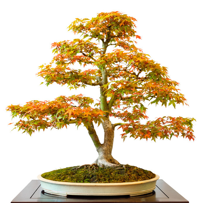 SAMEN Garten Bonsai der Fcherahorn winterharte Bonsai Art Japanischer  Garten | eBay