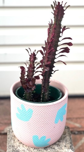 EUPHORBIA TRIGONA 'ROYAL RED' CUTTINGS 'AFRICAN MILK TREE' CACTUS SUCCULENT 7-7 - Picture 3 of 8