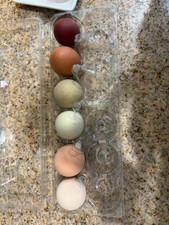 (6) Assorted Rainbow Chicken Hatching Eggs