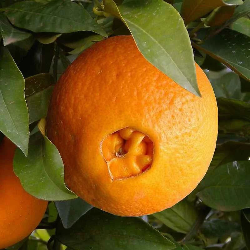 Oranger Naveline pour terrasse ensoleillée arbre fruitier de 90cm
