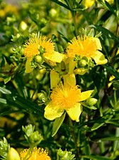  Echtes Johanniskraut Samen, Hypericum perforatum, Common St. Johns wort, mehrj.