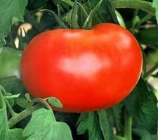 120+ Seeds Burpee's Big Boy Tomato Seeds ------------ NON GMO