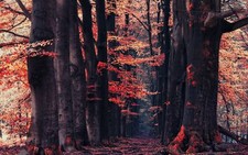 Landscape nature forest fall path red leaves Custom Gaming Mat Desk