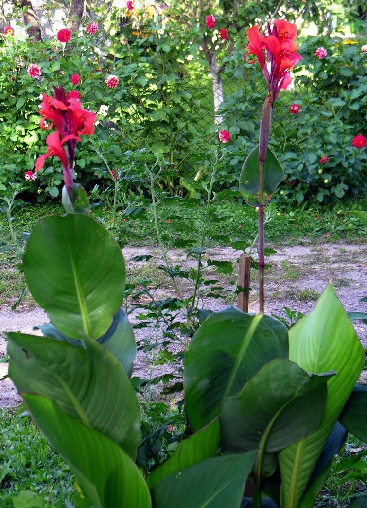 15 Graines de Balisier rouge 'Canna indica' Indian Shot plant seeds | eBay