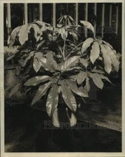 1959 Press Photo Schefflera House Plant in New Orleans Home - noc12733