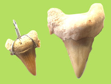 Fossile**-n. 2 DENTI di SQUALO MAKO di cui 1 dente con ciond.-cod 16-Leg. Descr.
