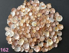 Japanese jasmine 200g Genuine Surf-Tumbled From Japan