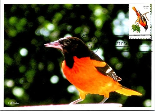 Dr Jim Stamps Maximum Card Baltimore Oriole Bird Forever Fdc Bifold